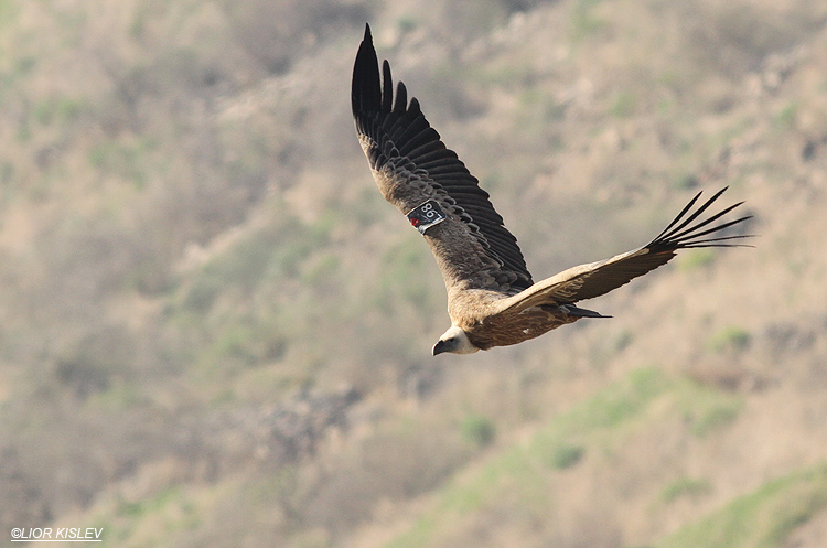 Griffon Vulture Gyps fulvus,Gamla nature reserve,January 2014 Lior Kislev